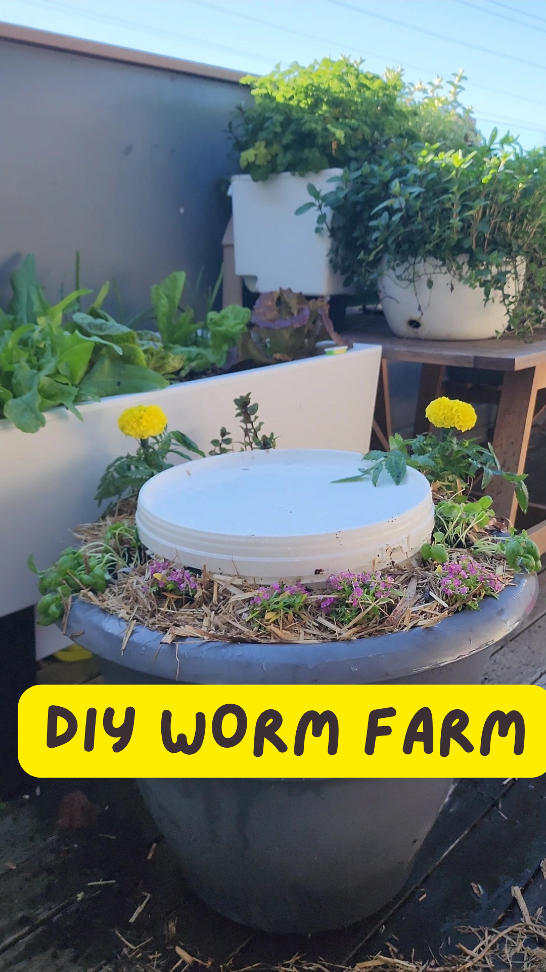 DIY Worm Farm Plans